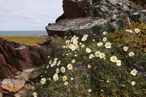 White dryad (Dryas octopetala) blooming on a rock in the tundra, Barents Sea in the background,