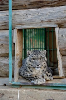 Snow leopard (Panthera uncia), captive, reception station of the German Nature Conservation
