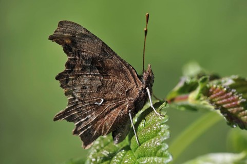 Profile of Comma (Polygonia c-album) butterfly resting on leaf