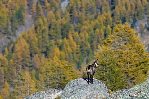 Chamois (Rupicapra rupicapra) looking over larch forest (Larix decidua) in the Italian Alps in
