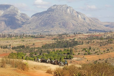 Malagasy cattle herders, cattlemen in the Central Highlands on their way to the weekly zebu market