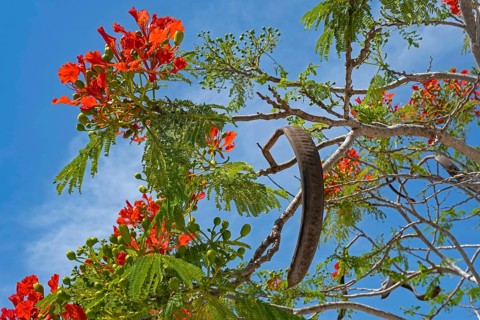 Scarlet red flowers, fern-like leaves and pods of royal poinciana (Delonix regia), flamboyant,