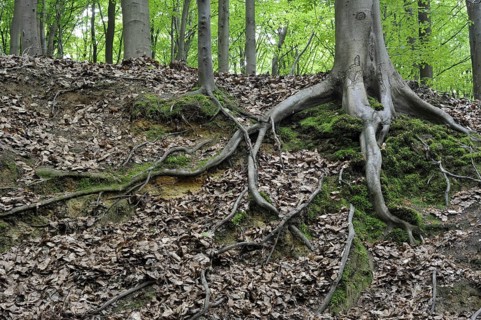 Exposed roots of European Beech (Fagus sylvatica) tree in broadleaf forest