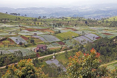 Fields with onions on the slopes of Mount Lawu, Gunung Lawu near Solo, Surakarta, Central Java,