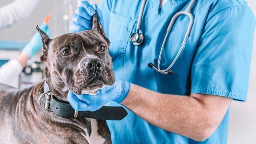 Image of a bulldog being examined at the clinic. Two doctors. Veterinary medicine concept. Taking