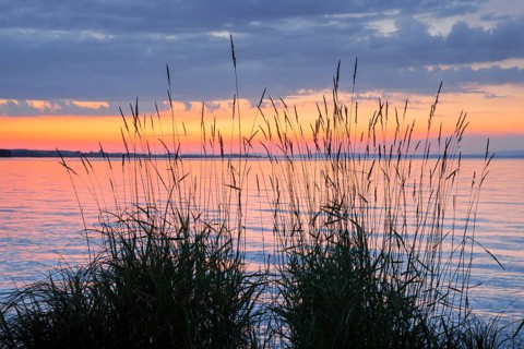 View over Lake Constance at a colourful sunset, silhouette of reeds in the foreground, Canton