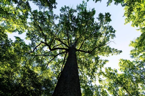 Forest of Troncais. Stebbing II remarkable oak tree, 36m high, 5m90 in circumference, about 390