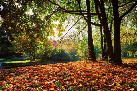 Golden autumn fall October in famous Munich relax place, Englishgarten. English garden with fallen