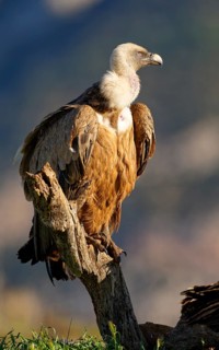 Griffon vulture (Gyps fulvus), portrait, Pyrenees, Catalonia, Spain, Europe