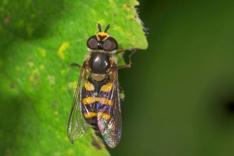 Small hoverfly (Syrphus vitripennis) female on a leaf, Baden-Württemberg, Germany, Europe
