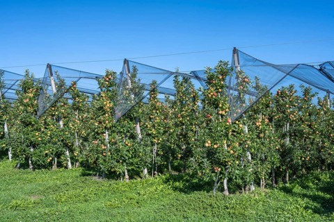 Apple orchard with apples ripe for harvesting and hail protection net, Bodman-Ludwigshafen,