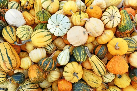 Top view of m different ornamental gourds and pumpkins