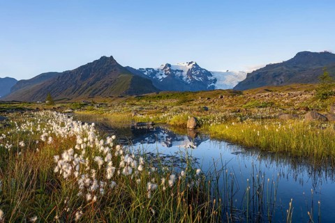Reflection in a river with cotton grass, view of glacier tongues and mountains, glacier tongue