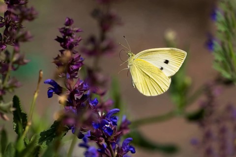 Cabbage butterfly (Pieris brassicae) flies to flower of meadow clary (Salvia pratensis), Hesse,