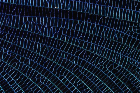 Detail of the wing veining of a beautiful demoiselle (Calopteryx virgo), extreme macro, blue