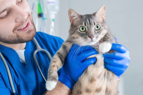 Male surgeon examines a fat cat. Veterinary and pet care concept.