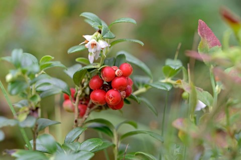 Lingonberry (Vaccinium vitis-idaea), wild dwarf shrub with flowers and red fruits, Südheide nature