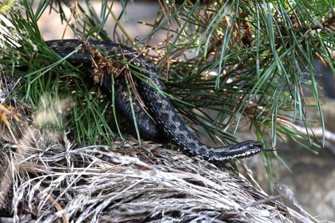 Adder under a young pine tree, Austria, Upper Austria, Europe