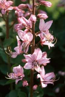Diptam, also known as Ashwort or dittany (Dictamnus albus), regarded as a medicinal plant in