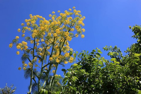 Giant blue fennel, also known as giant fennel (Ferula communis), Sicily, Italy, Europe