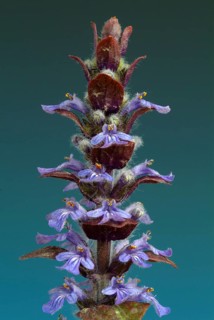 Blue bugles (Ajuga reptans), also known as guilder's goutweed, medicinal plant, infusion of dried