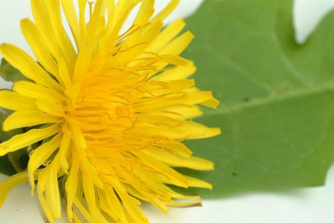 Common dandelion (Taraxacum) Ruderalia, Taraxacum officinale, medicinal plant, the most important