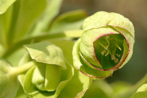 Stinking hellebore (Helleborus foetidus), formerly often used as a medicinal plant