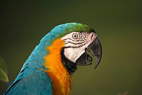 Blue-and-Yellow Macaw (Ara ararauna), Pantanal, Brazil, side, profile, South America