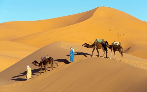 Morocco, camel driver, Berber, Erg Chebbi desert, dunes, Africa