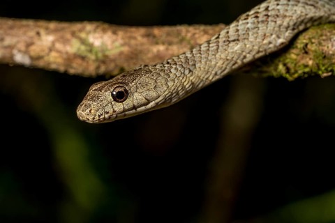 Poison snake (Ithycyphus miniatus), Marojejy National Park, Madagascar, Africa