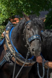 Black horse haltered for the Kirchweih, Middle Franconia, Bavaria, Germany, Europe