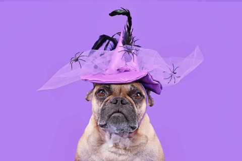 Portrait of French Bulldog dog with Halloween costume witch hat on purple background