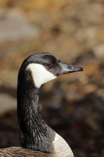 Canada Goose (Branta canadensis), Portrait, Wildlife, Wilden, North Rhine-Westphalia, Germany,
