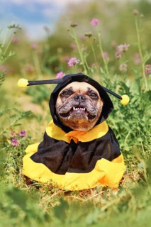 Cute happy French Bulldog dog in poncho bee costume between flowers