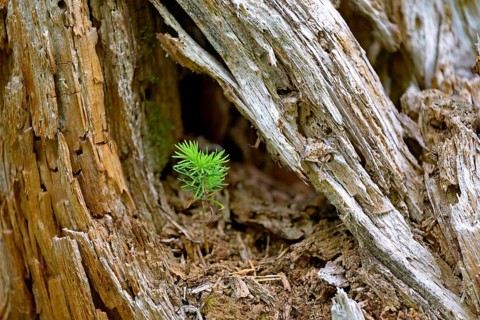 European spruce (Picea abies), seedling growing on deadwood, Stillachtal near Oberstdorf, Allgäu