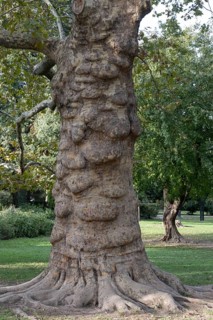 Plane tree (Platanus hispanica), Novi Sad, Serbia, Europe