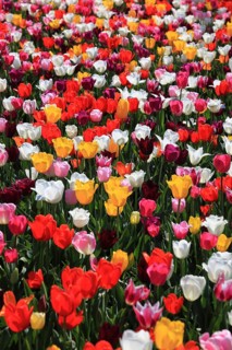 Many colourful tulips in one area