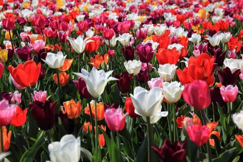 Many colourful tulips in one area