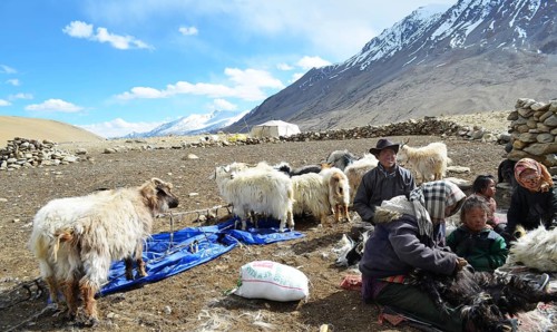 Pashmina goats