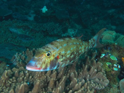 Cheek patch snapper (Lethrinus rubrioperculatus), dive site Sodwana Bay National Park, Maputaland