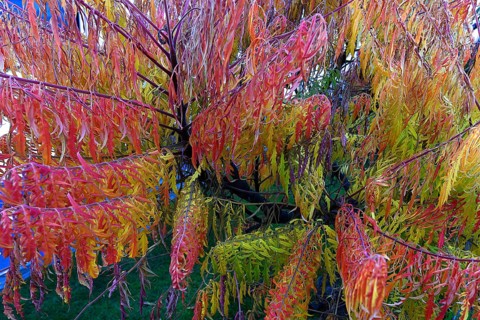 Staghorn sumac (Rhus typhina), in autumn colouring Bavaria, Germany, Europe
