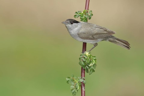 Blackcap (Sylvia atricapilla), male, sitting on a branch of a dog rose (Rosa canina), migratory