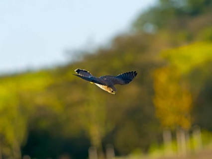 Kestrel, female Common Kestrel (Falco tinnunculus) in hunting flight, Solms, Hesse, Germany, Europe