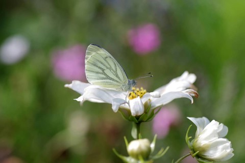 Green-veined white (Pieris napi), butterfly, butterfly, insect, wing, flower, blossom, The rape