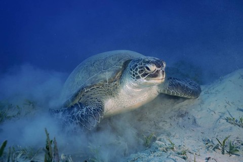 Green turtle (Chelonia mydas) lying on the bottom, stirring up sand, dive site Marsa Shona Reef,