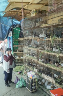 Saleswoman in front of cages with cuy, giant guinea pigs (Cavia porcellus) and rabbits, lepores, at