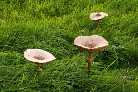Three giant umbrellas in a meadow, parasol mushroom (Macrolepiota procera), mushroom, Emsland,