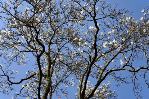 Magnolias (Magnolia), view into the treetops at flowering time, blue sky, North Rhine-Westphalia,