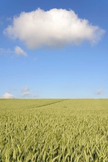 Grain field, unripe rye (Secale cereale), blue cloudy sky, North Rhine-Westphalia, Germany, Europe