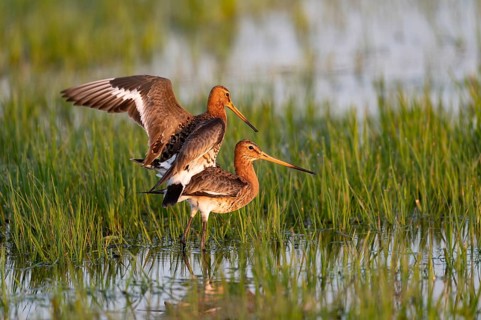 Black-tailed Godwit (Limosa limosa), mating, Ochsenmoor, Dümmerniederung, Diepholz County, Lower
